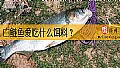 《白鲢鱼爱吃什么饵料？》封面图