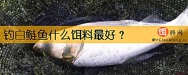 钓白鲢鱼什么饵料最好