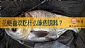《花鲢喜欢吃什么味的饵料？》封面图