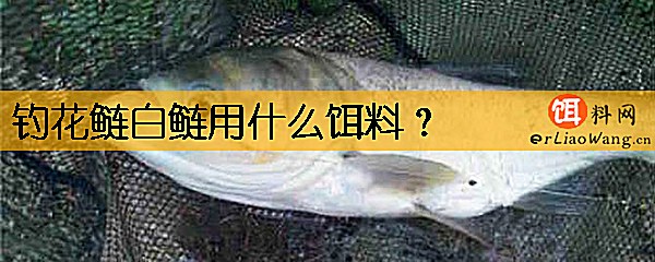 钓花鲢白鲢用什么饵料
