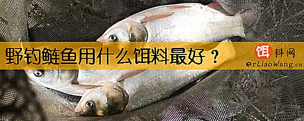 野钓鲢鱼用什么饵料最好