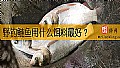 《野钓鲢鱼用什么饵料最好？》封面图