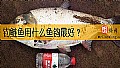 钓鲢鱼用什么鱼钩最好？