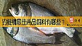 钓鲢鳙最佳商品饵料有哪些？