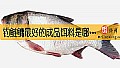《钓鲢鳙最好的成品饵料是哪款？》封面图