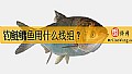 《钓鲢鳙鱼用什么线组？》封面图