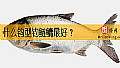 《什么钩型钓鲢鳙最好？》封面图