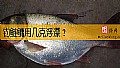 《钓鲢鳙用几克浮漂？》封面图