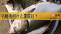 《钓鲢鱼用什么漂最好？》封面图