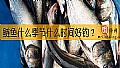 《鲢鱼什么季节什么时间好钓？》封面图
