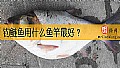 《钓鲢鱼用什么鱼竿最好？》封面图