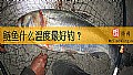 《鲢鱼什么温度最好钓？》封面图