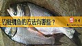 《钓鲢鳙鱼的方法有哪些？》封面图