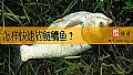 《怎样快速钓鲢鳙鱼？》封面图