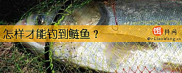 怎样才能钓到鲢鱼