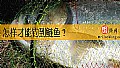 《怎样才能钓到鲢鱼？》封面图
