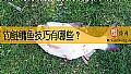 钓鲢鳙鱼技巧有哪些？