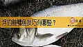 浮钓鲢鳙鱼技巧有哪些？