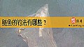 《鲢鱼的钓法有哪些？》封面图