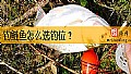 钓鲢鱼怎么选钓位？