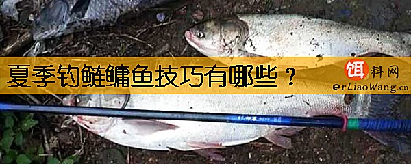 夏季钓鲢鳙鱼技巧有哪些