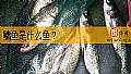 《鳙鱼是什么鱼？》封面图