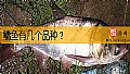 《鳙鱼有几个品种？》封面图