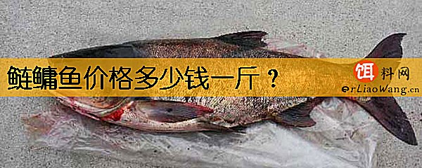 鲢鳙鱼价格多少钱一斤