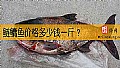 《鲢鳙鱼价格多少钱一斤？》封面图