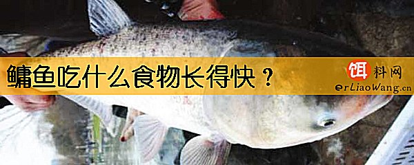 鳙鱼吃什么食物长得快