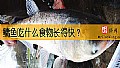 《鳙鱼吃什么食物长得快？》封面图