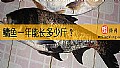 《鳙鱼一年能长多少斤？》封面图