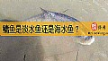 《鳙鱼是淡水鱼还是海水鱼？》封面图