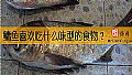 《鳙鱼喜欢吃什么味型的食物？》封面图