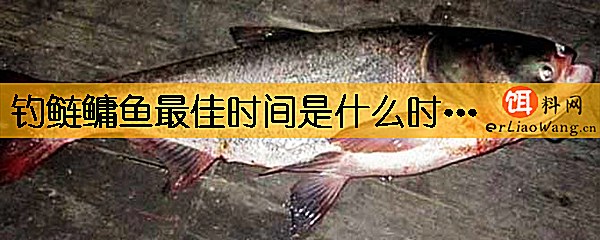 钓鲢鳙鱼最佳时间是什么时候