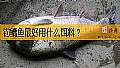《钓鳙鱼最好用什么饵料？》封面图