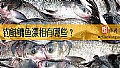 《钓鲢鳙鱼漂相有哪些？》封面图