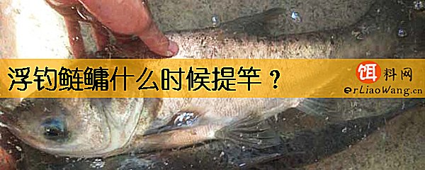 浮钓鲢鳙什么时候提竿