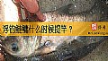 《浮钓鲢鳙什么时候提竿？》封面图