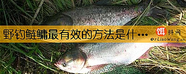 野钓鲢鳙最有效的方法是什么