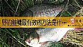 《野钓鲢鳙最有效的方法是什么？》封面图