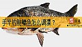 《手竿钓鲢鳙鱼怎么调漂？》封面图