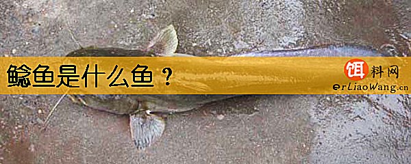 鲶鱼是什么鱼