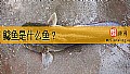 《鲶鱼是什么鱼？》封面图