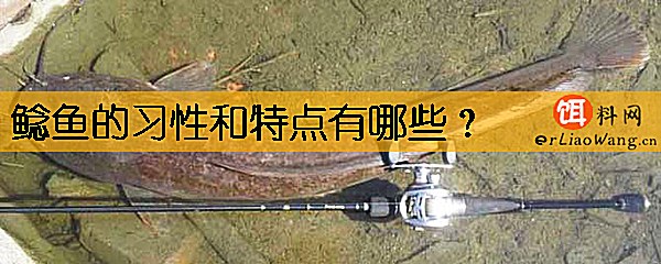 鲶鱼的习性和特点有哪些