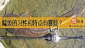 《鲶鱼的习性和特点有哪些？》封面图