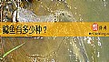 鲶鱼有多少种？