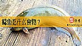 鲶鱼吃什么食物？