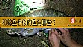 和鲶鱼相似的鱼有哪些？
