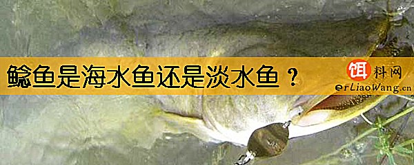 鲶鱼是海水鱼还是淡水鱼